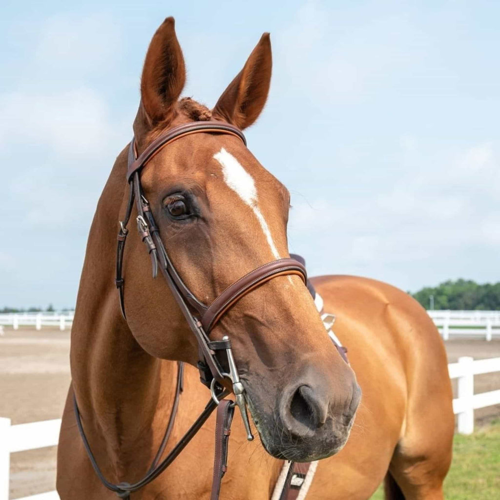 ExionPro Detachable Flash Thin Raised Bridle with Reins