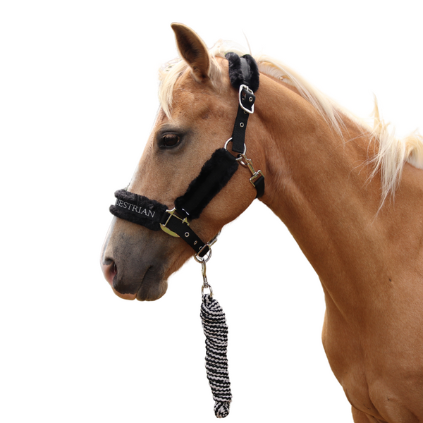 Halters & Leads