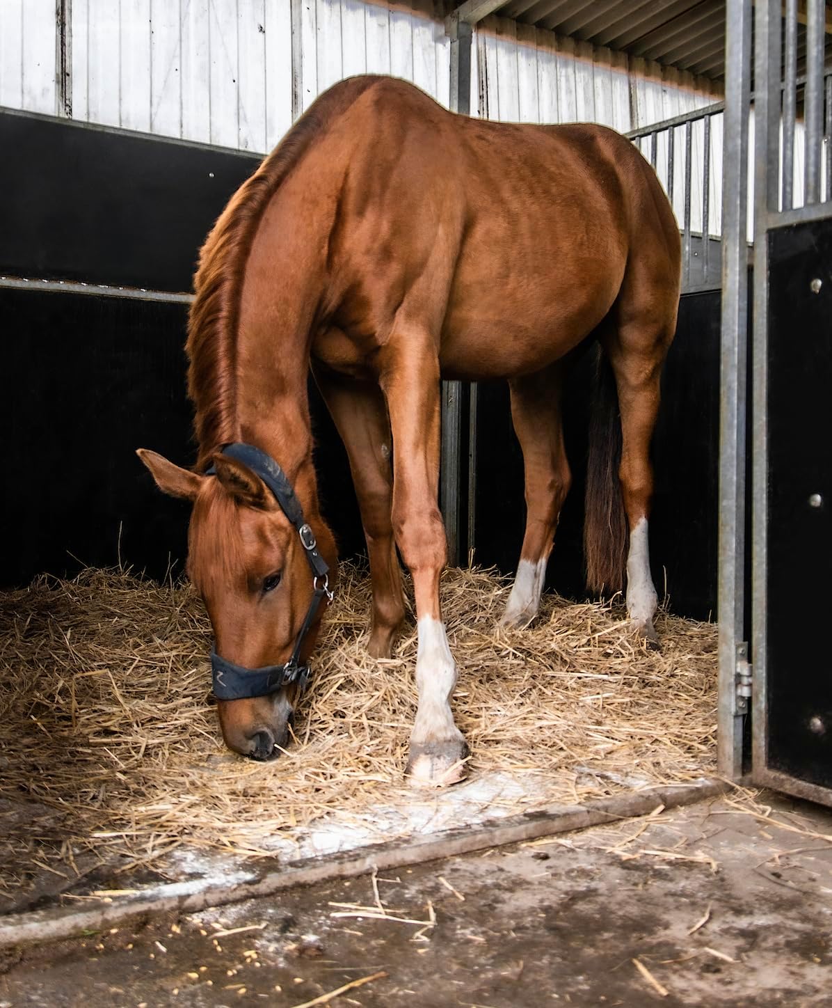 Sandezia Stable Drying Powder - Order Eliminator, Fresh Eucalyptus