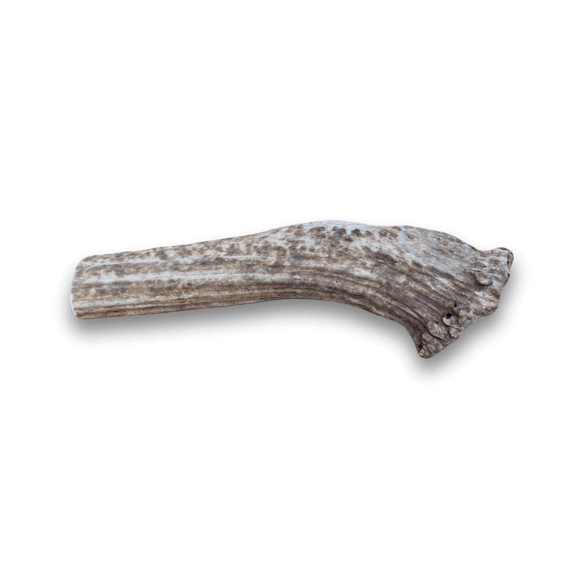ELK ANTLERS FOR DOGS | WHOLE AND SPLIT ELK ANTLER CHEWS