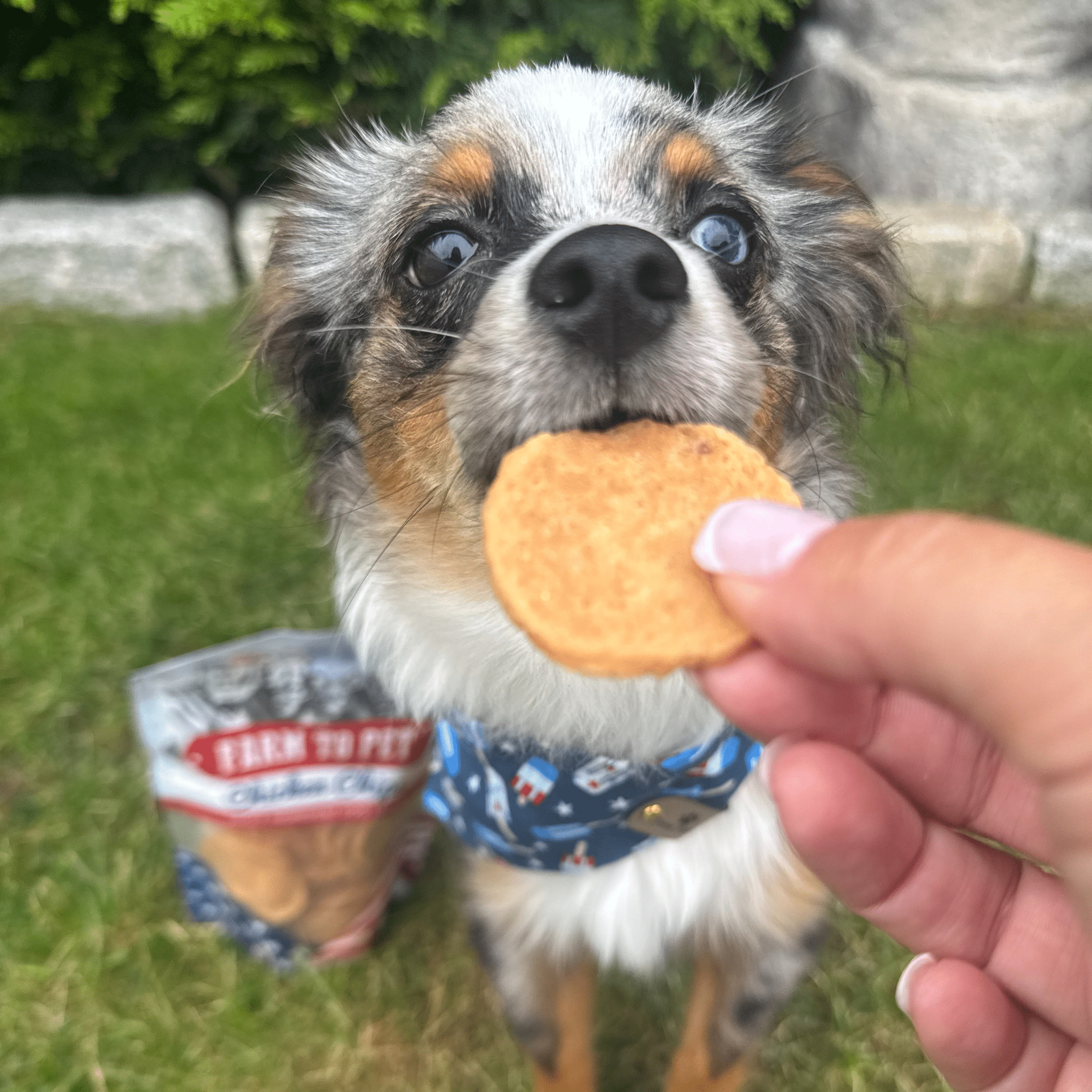 Americana Chicken Chips for Dogs | Celebrate with USA-made Dog Treats