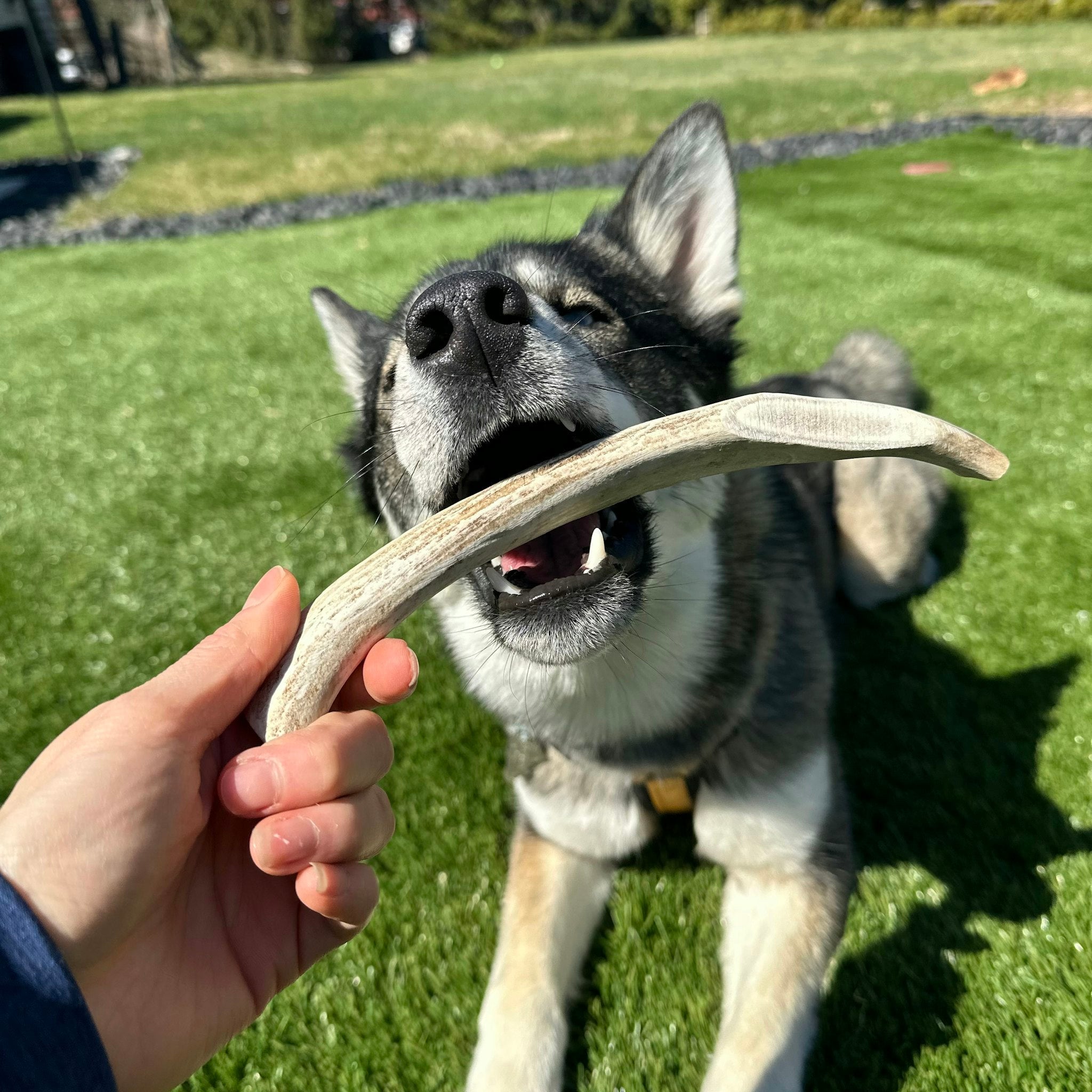 REINDEER ANTLERS FOR DOGS | ANTLER DOG CHEWS FOR AGGRESSIVE CHEWERS