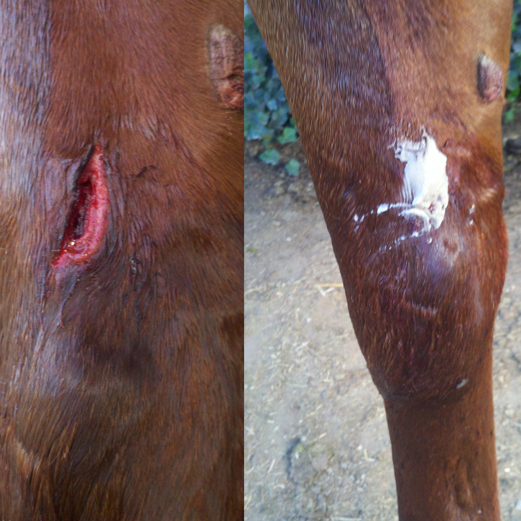 First Aid for Horses - Bentonite Clay Wound Ointment