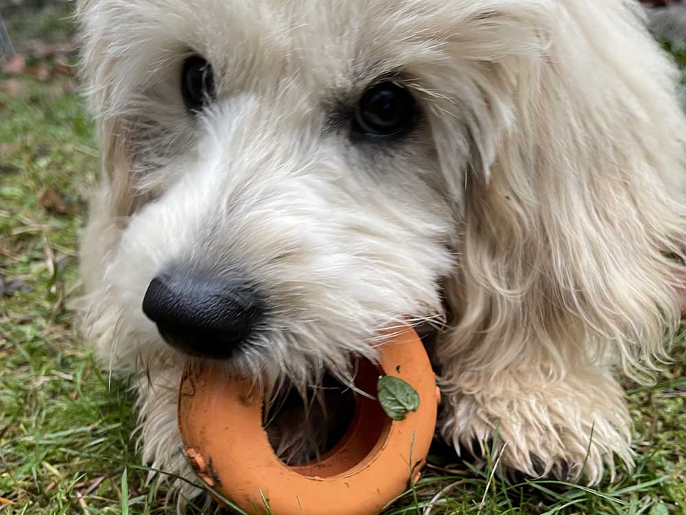Tyre Me Out Dog Toy