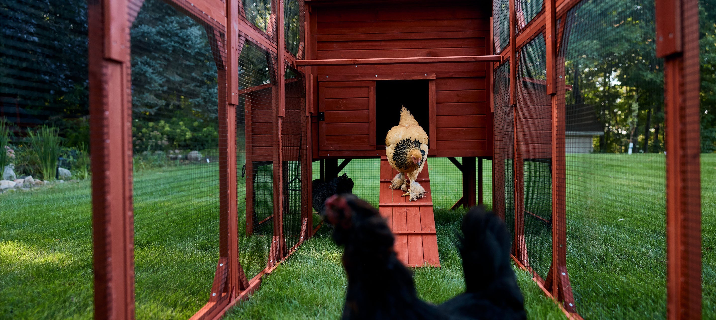 Chicken Coop for 10 Chickens - Rhode Island Homestead (Hen House Only)