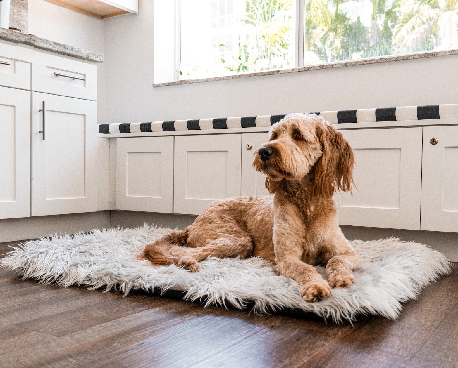 PupRug by Paw.com® Portable Orthopedic Dog Bed - Grey