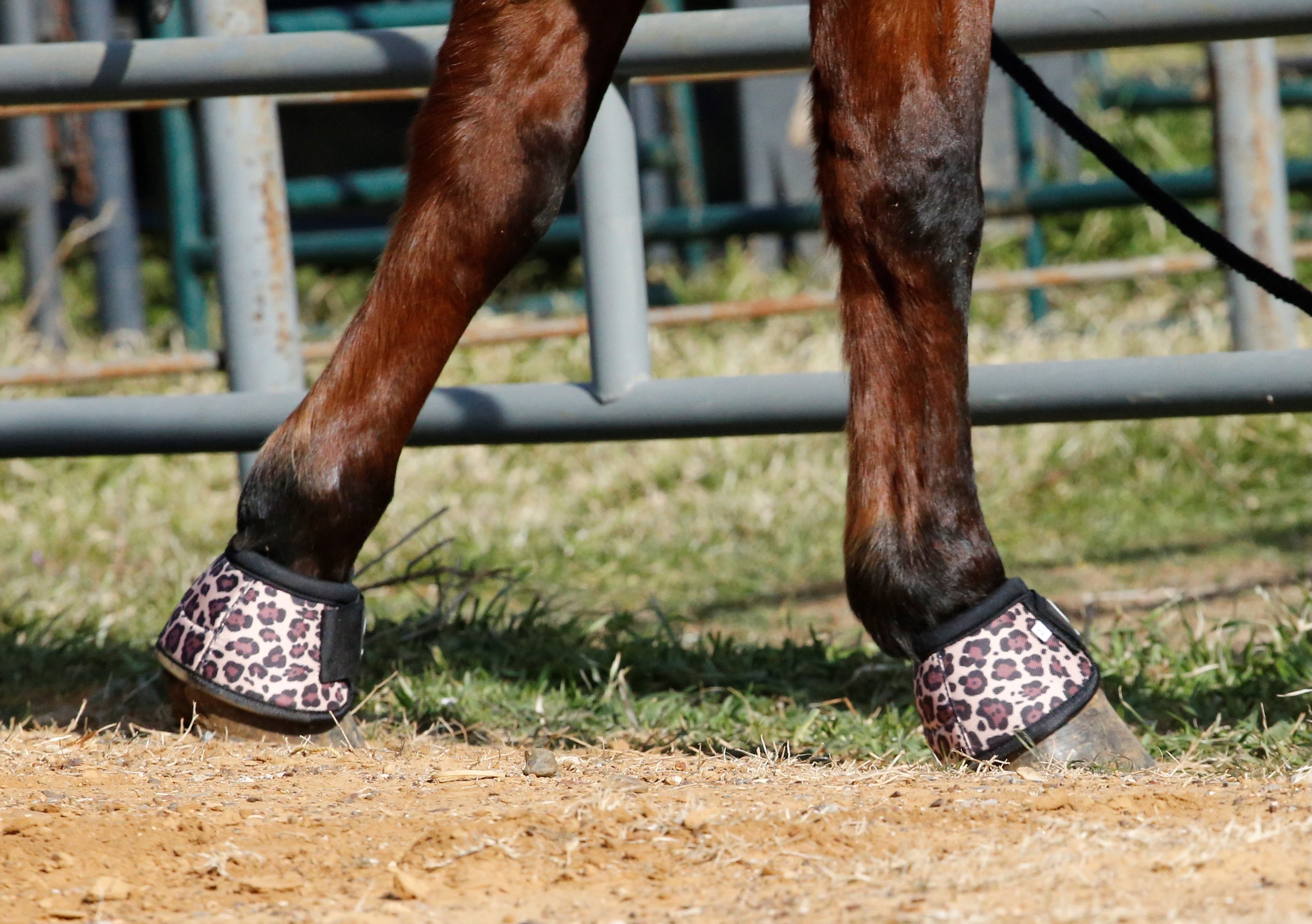 Cheetah and Black Bell Boots
